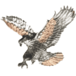 Eagle Cars logo