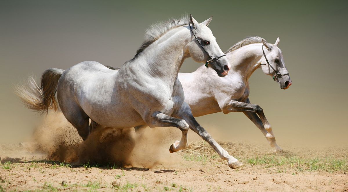 Horsepower